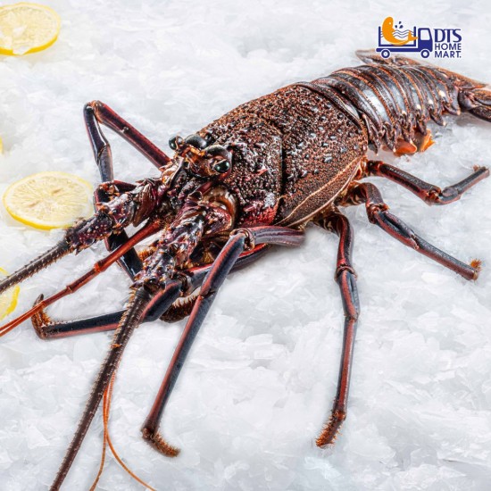 Live Australia Lobster 0.9-1.1kg 活澳洲龙虾 *KL & Selangor only