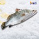 Barramundi Fish 800-1000g 金目鲈鱼