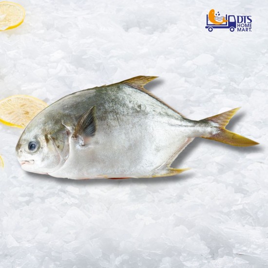 Silver Pompano Fish 600-800g 银昌鱼